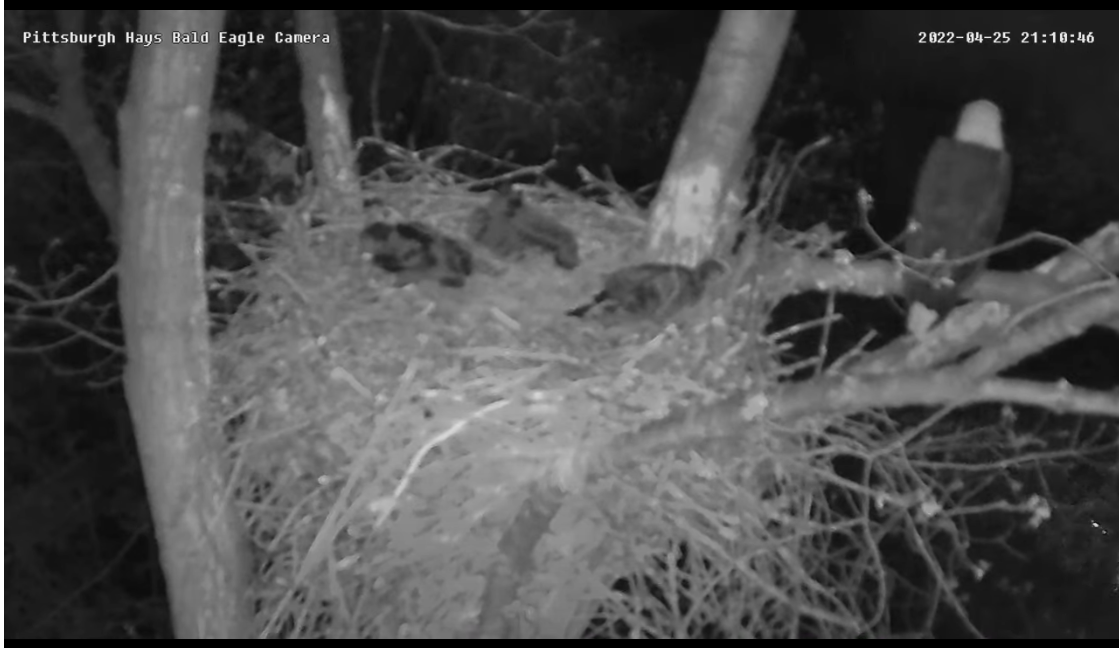 blurry screen-grab: three chicks sleeping in nest, adult on branch at edge facing away from the camera