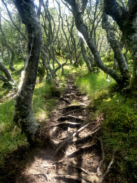 A dirt track through woodland
