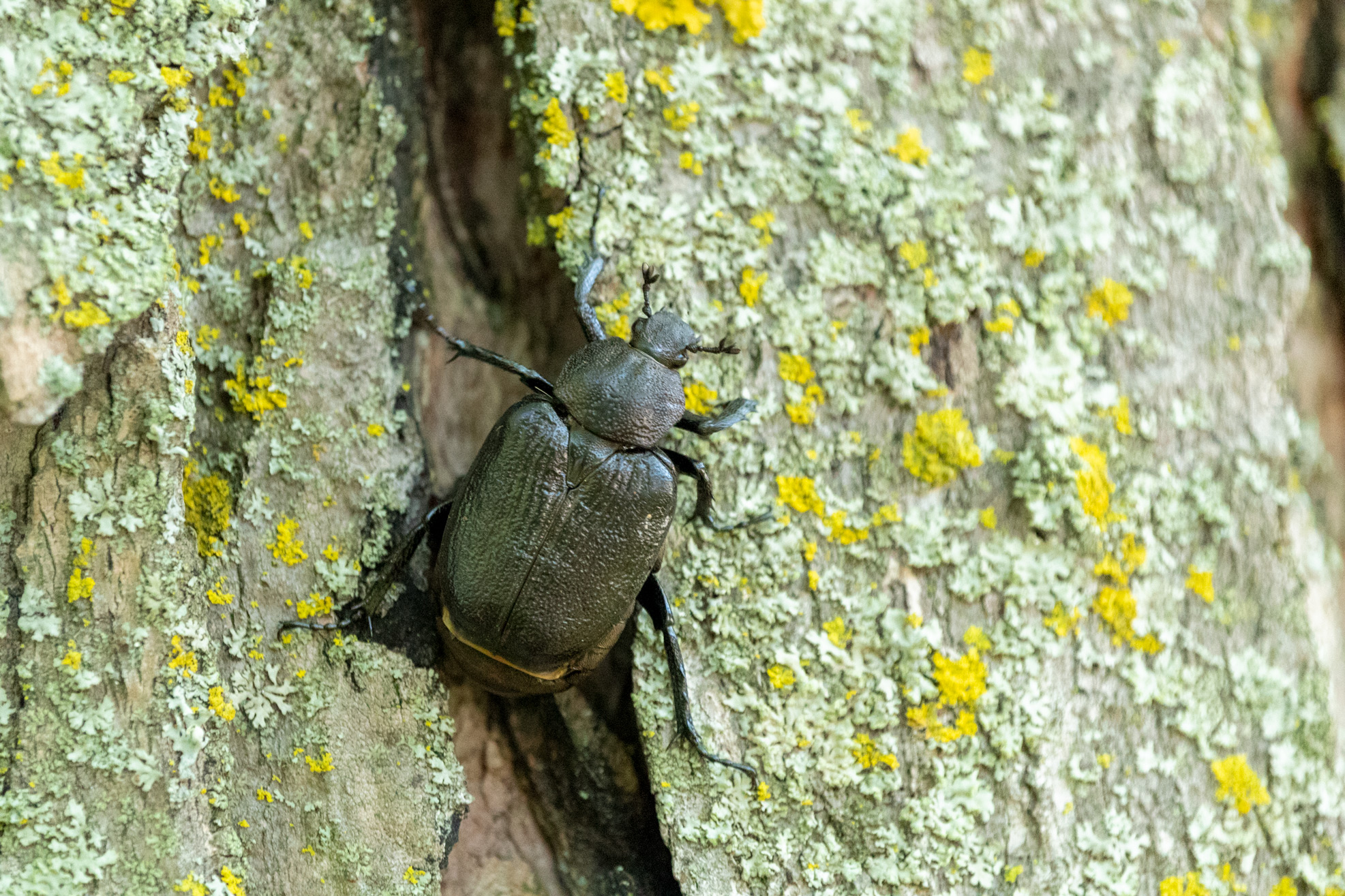 Large black scarab beetle climbing on mossy tree bark