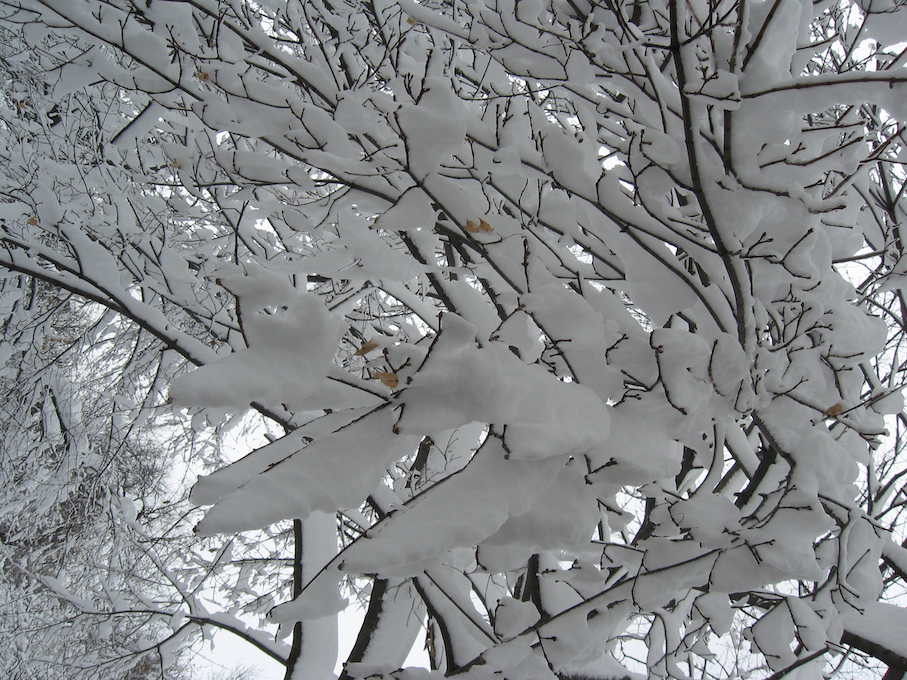 snow "webbing" among branches
