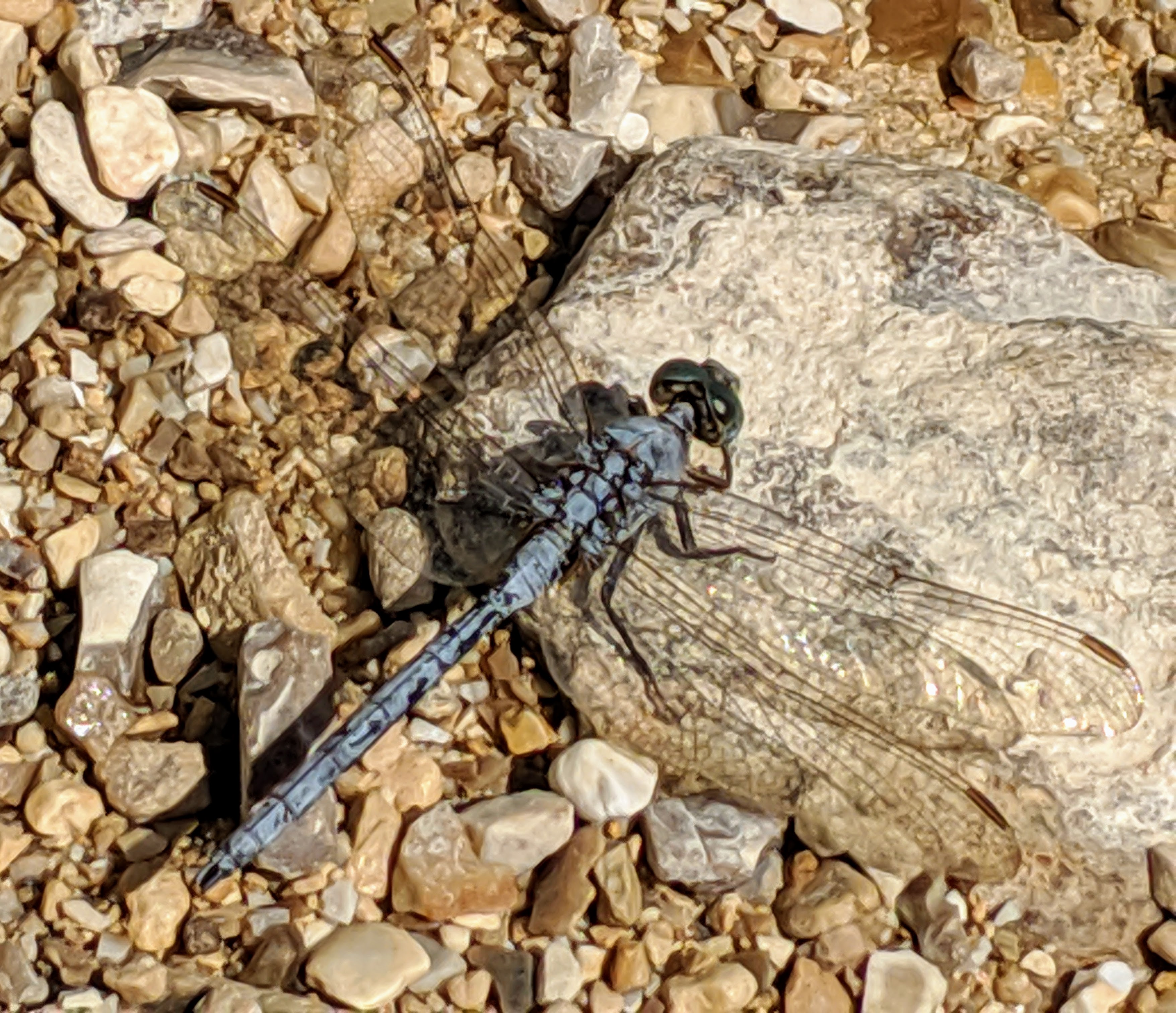 Blue dragonfly on rocks