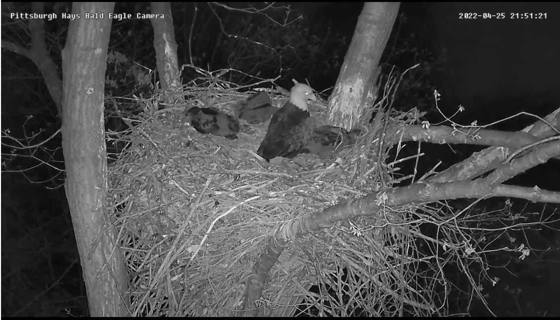 adult sitting up in middle of nest, awake as far as I can tell