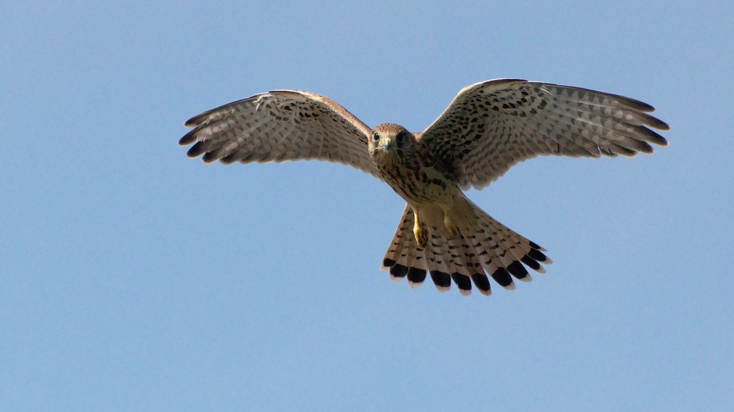 Kestrel head-on with wings spread and tail fanned